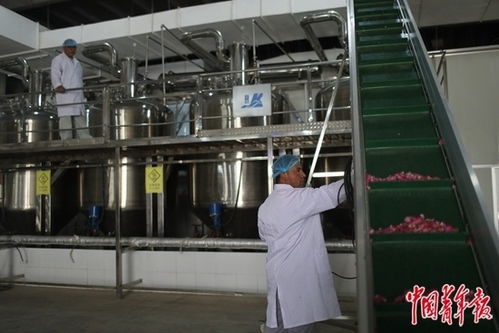 玫瑰在沙漠盛开