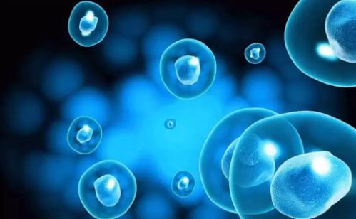 干细胞储存没用不靠谱 这3点让你相信未来生物科技