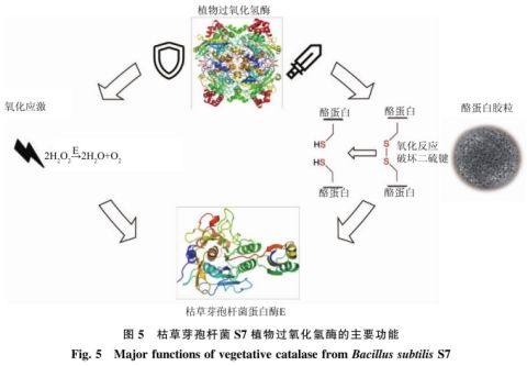 高效降解牛奶过敏原蛋白酶菌种筛选及其重组植物过氧化氢酶的功能验证 二