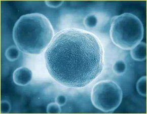 细胞株生产厂家 批发商