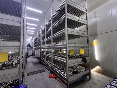 江都大桥:智能种植 科技蘑菇“跳”上海外餐桌