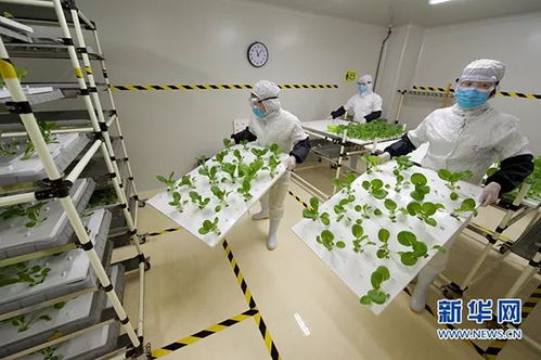 被生物科技重塑的餐盘 食物进化简史