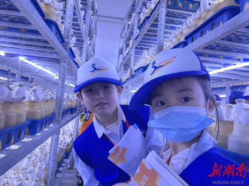 永州湖南日报小记者探访杏鲍菇成长奥秘，感受生物科技魅力